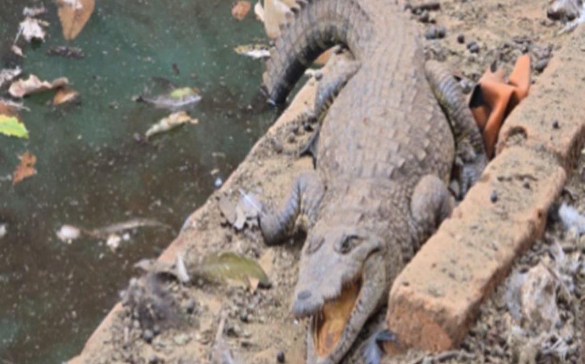 La FGR Desmantela un Arsenal y Encuentra un Cocodrilo en Arandas, Jalisco