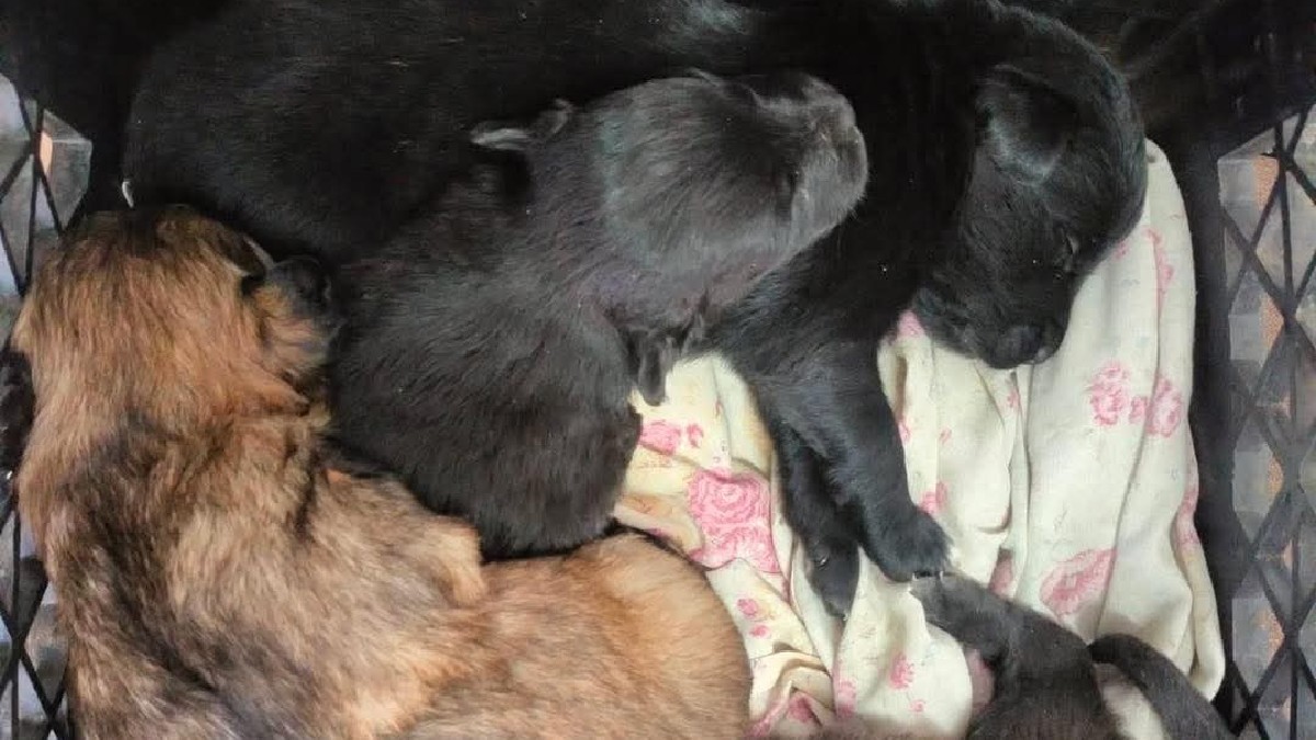 Cachorros Abandonados en Estación de Bomberos Colón: ¡Buscan Familias para una Adopción Responsable!