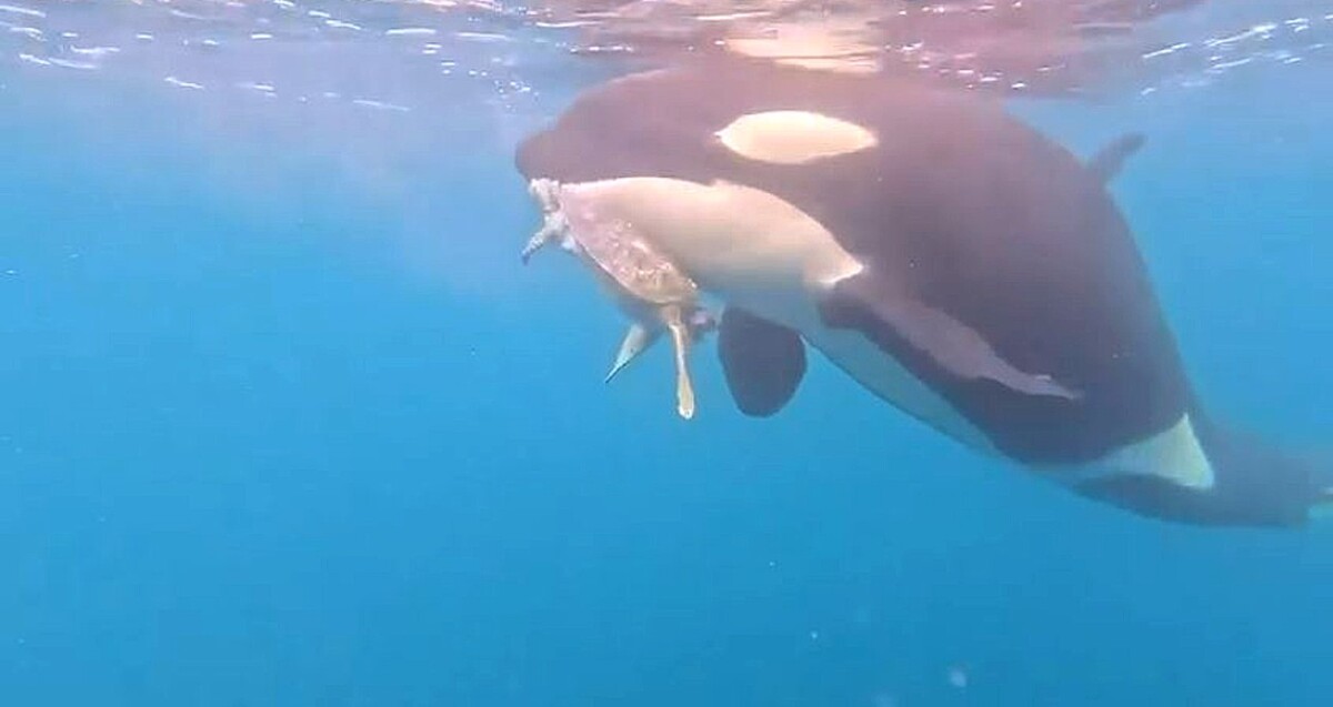 Impactante VIDEO: Orcas devoran tortuga marina frente a las costas de Colima