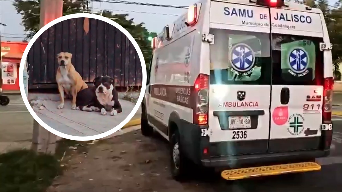 Ataque Canino: Hombre Brutalmente Agredido por Perros en Guadalajara